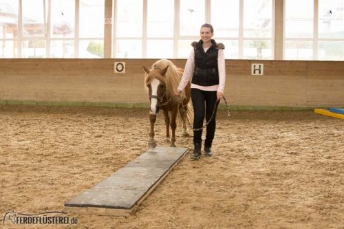 Horse Agility Corinna Ertl