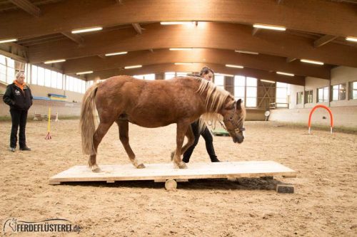 Horse Agility Corinna Ertl