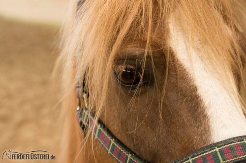 Horse Agility Corinna Ertl