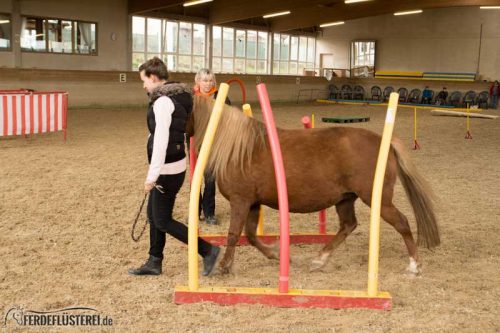 Horse Agility Corinna Ertl