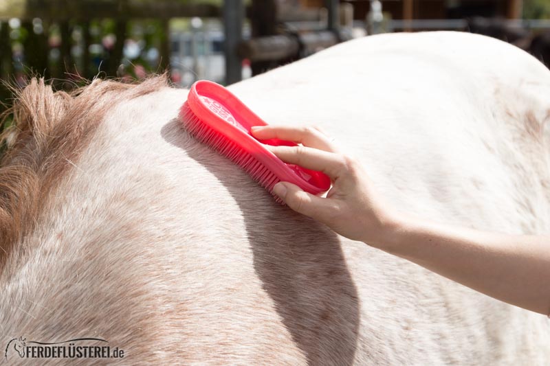 Pferdemassage mit der Bürste