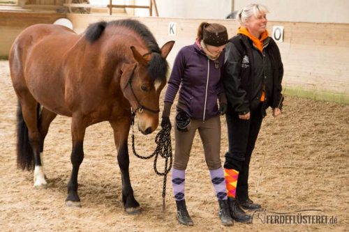 Horse Agility Corinna Ertl