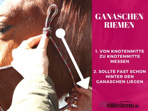 Knotenhalfter richtig ausmessen - Der Ganaschenriemen