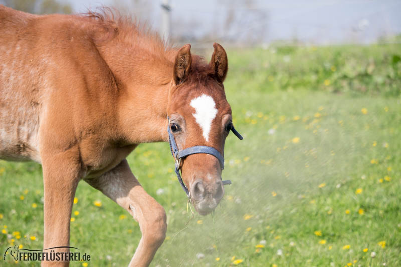 Neugieriges gerettetes Waisenfohlen