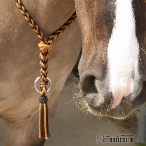 Halsring Amber am Pferd