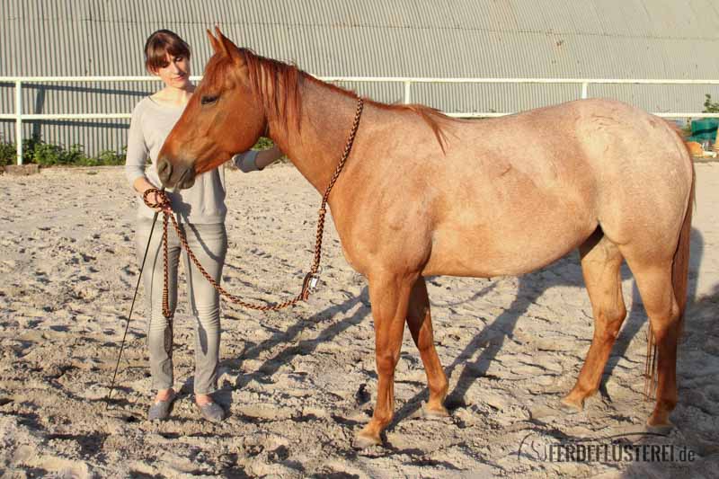 Führstrick und Halsring amber im Einsatz BF-FSAM-BS/28 - BF-HRAM-BSXX/28