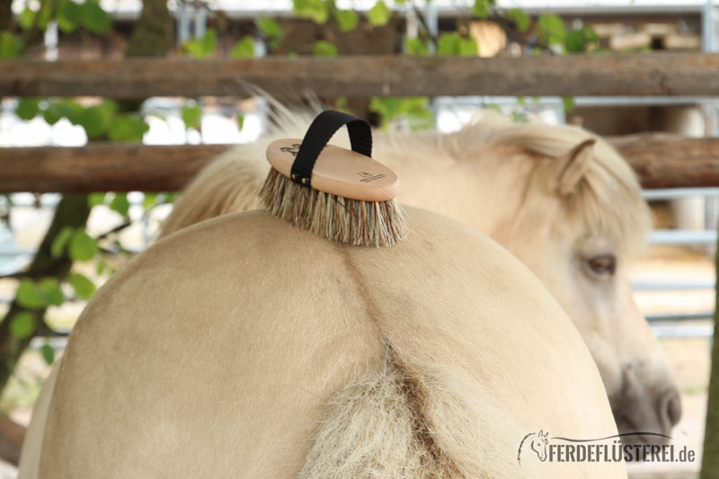 LS-KIV-HZ/51 - Isländer Bürste Vegan gross