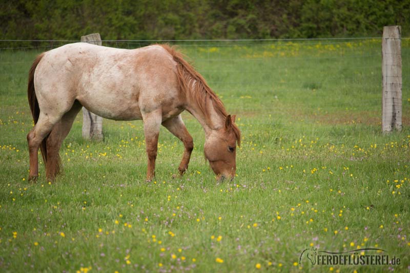 Pferd grast Weide