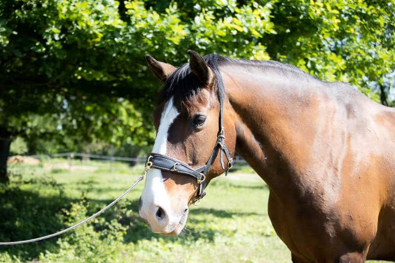 Pferd Schwankt Hinterhand