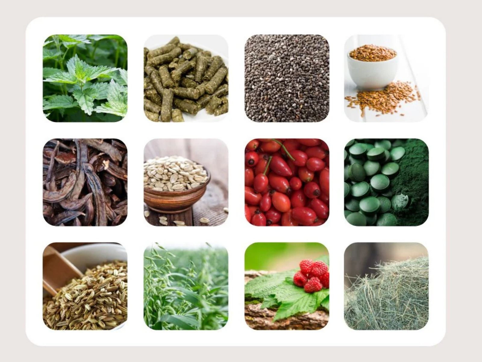 MY PferdeMÜSLI: Deshalb sind Kräuter das Powerfood für dein Pferd 2 Pferdemüsli