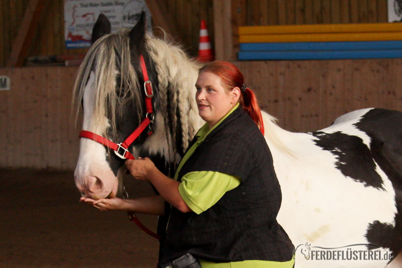 Clickertraining Pferd Zirkuslektionen