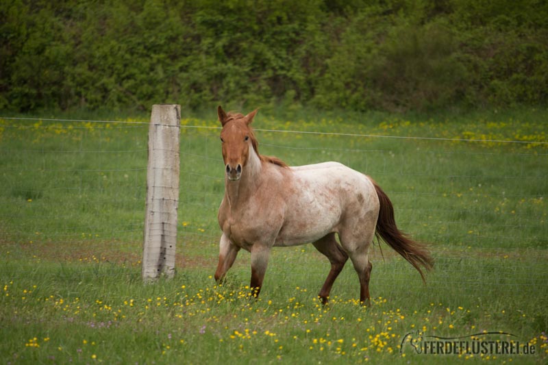 Carey Zauberpferd Pferd