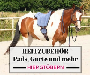 Pferd widersetzt sich: Was tun wenn das Pferd so deutlich „Nein“ sagt 1