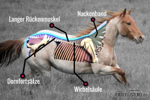 Ruecken-anatomie Pferd Erklärbild