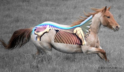 Ruecken Pferd Anatomie Muskeln
