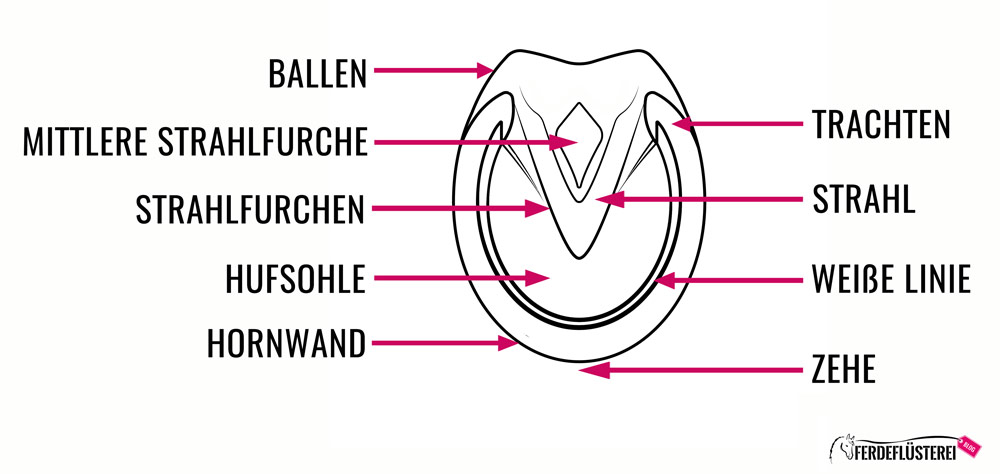 Huf-Zeichnung Querschnitt Anatomie Pferd