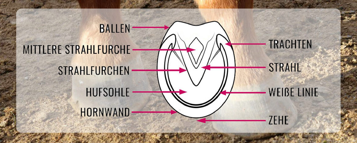 Wie Sieht Ein Gesunder Huf Beim Pferd Aus Der Huf! Was du alles wissen musst - PLUS: Die wichtigsten Tipps für