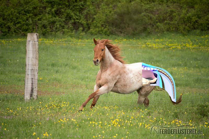 Pferdeanatomie erklärt! Der Pferdeschweif und was er alles erzählen kann
