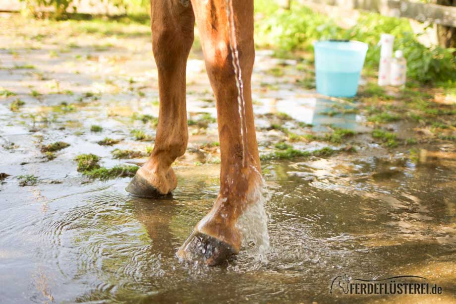 Pferd richtig Waschen