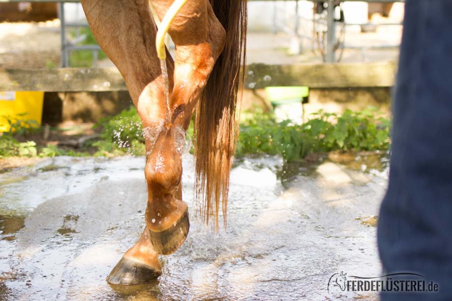 Pferd richtig waschen