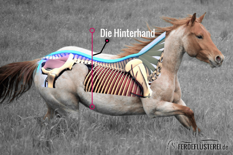 Pferd Hinterhand