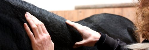 Shiatsu Massage fürs Pferd: Weil sie Körper und Seele des Pferdes gut tut 3 Shiatsu Pferd Massage Hals