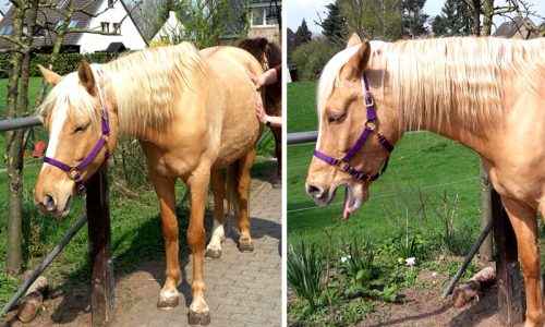 Shiatsu Pferd Massage entspannung