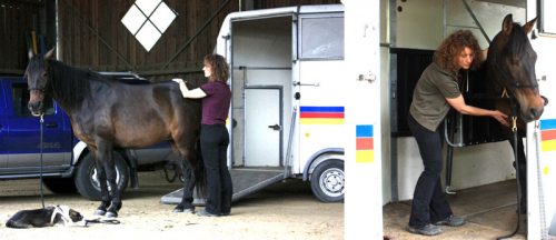 Pferde shiatsu Transporter