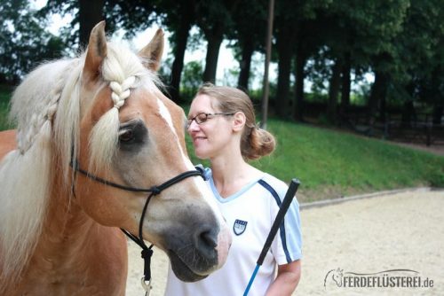 Haflinger Bodenarbeit