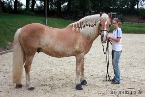 Haflinger mit Zöpfchen