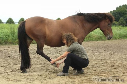 Haflinger will nicht