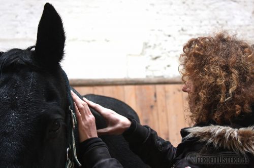 Shiatsu Pferd Massage