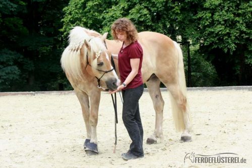 Shiatsu Pferd Massage Haflinger