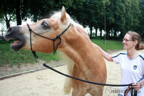 Haflinger will nicht