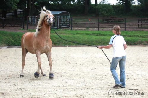 Haflinger Bodenarbeit Rope