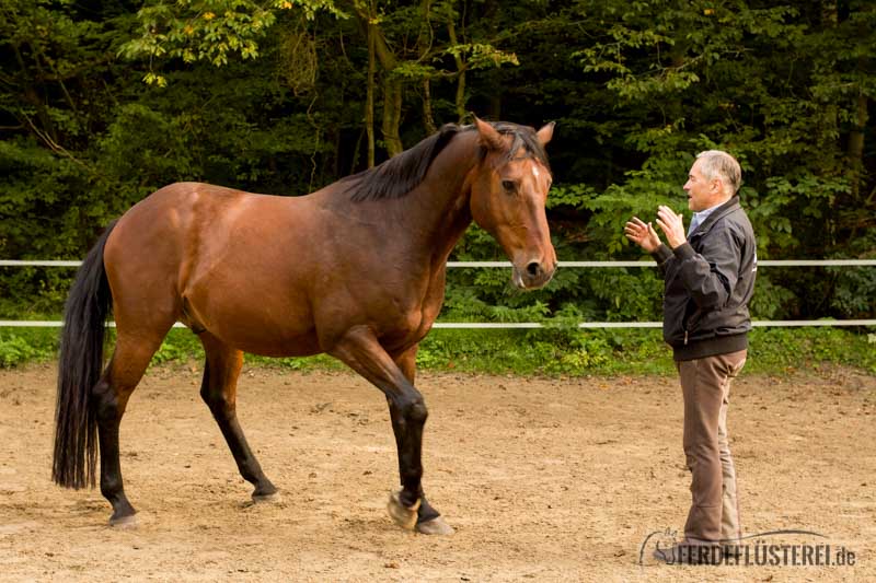 Pferd besteigt frau