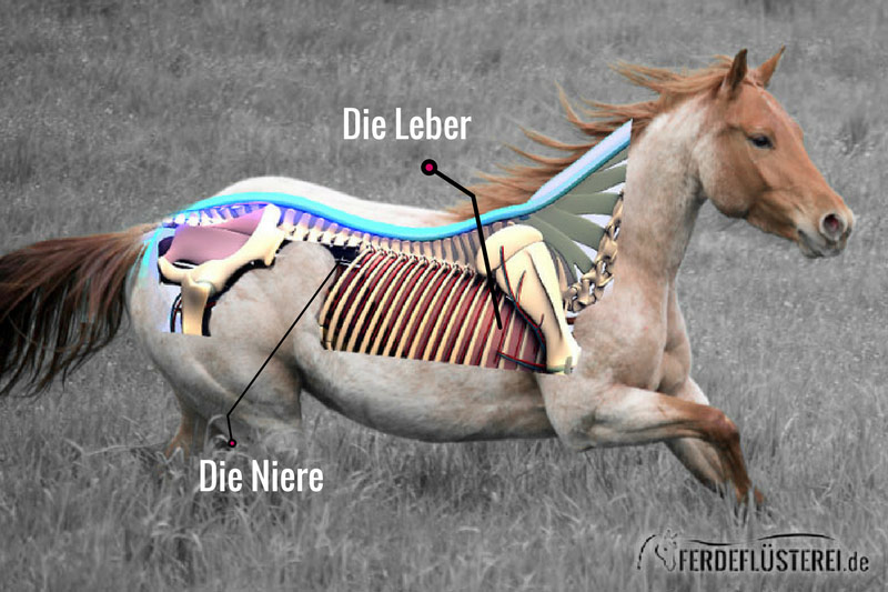 Leber Niere Entgiften Pferd