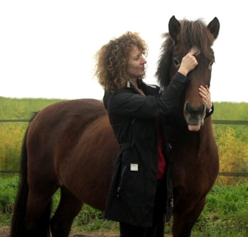 LEberpferd PFerde Shiatsu