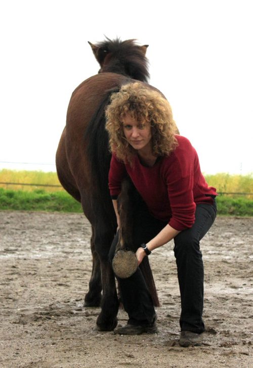 LEberpferd PFerde Shiatsu