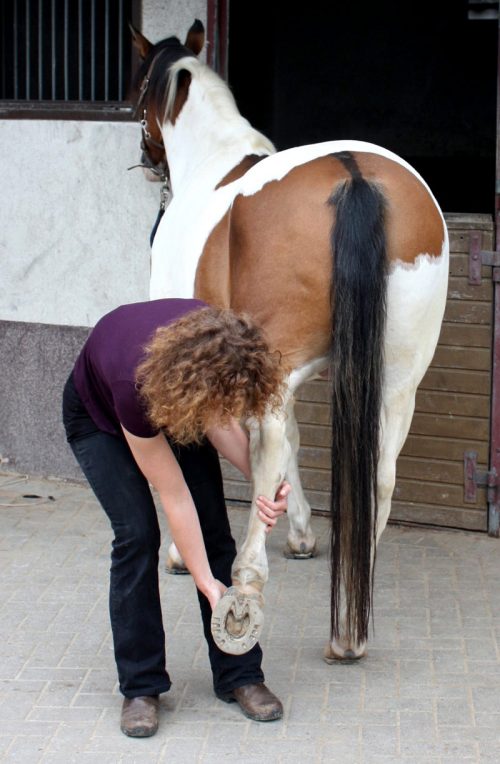 LEberpferd PFerde Shiatsu