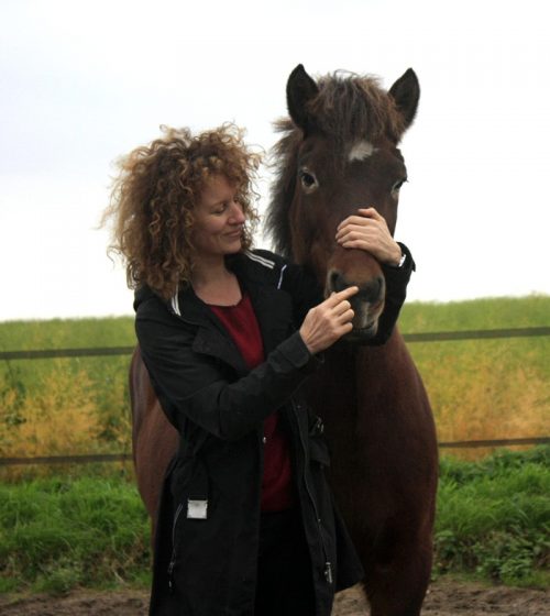 LEberpferd PFerde Shiatsu