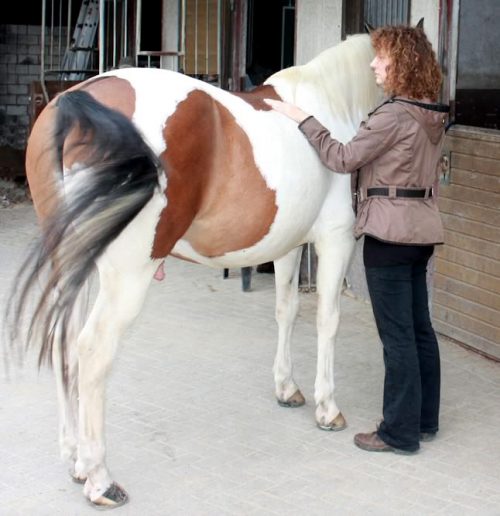 LEberpferd PFerde Shiatsu