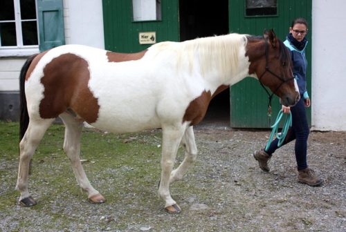 LEberpferd PFerde Shiatsu