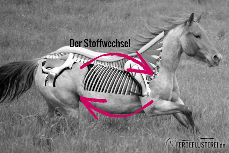 Stoffwechsel Pferd Anatomie