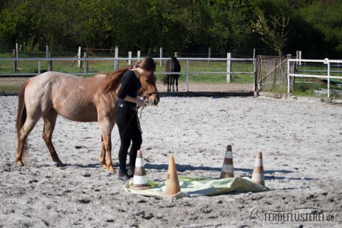 Gelassenheitstraining Pferd Anti-Schreck Training