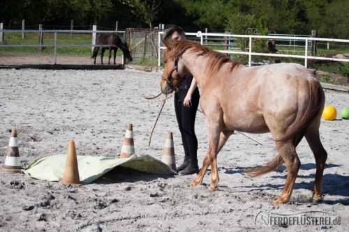 Gelassenheitstraining Pferd Anti-Schreck Training
