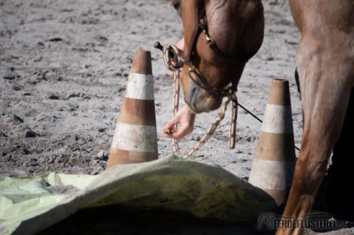 Gelassenheitstraining Pferd Anti-Schreck Training