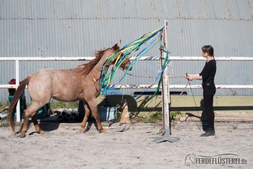 Gelassenheitstraining Pferd Anti-Schreck Training