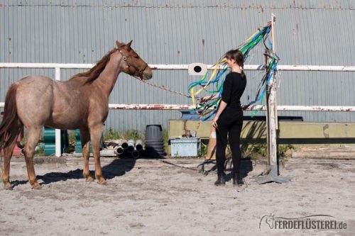 Gelassenheitstraining Pferd Anti-Schreck Training