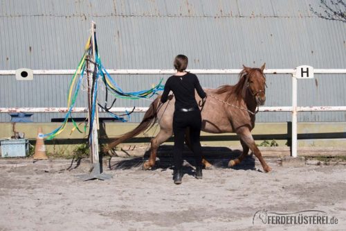 Gelassenheitstraining Pferd Anti-Schreck Training